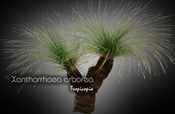 Autre - Xanthorrhoea arborea -  - Grass tree